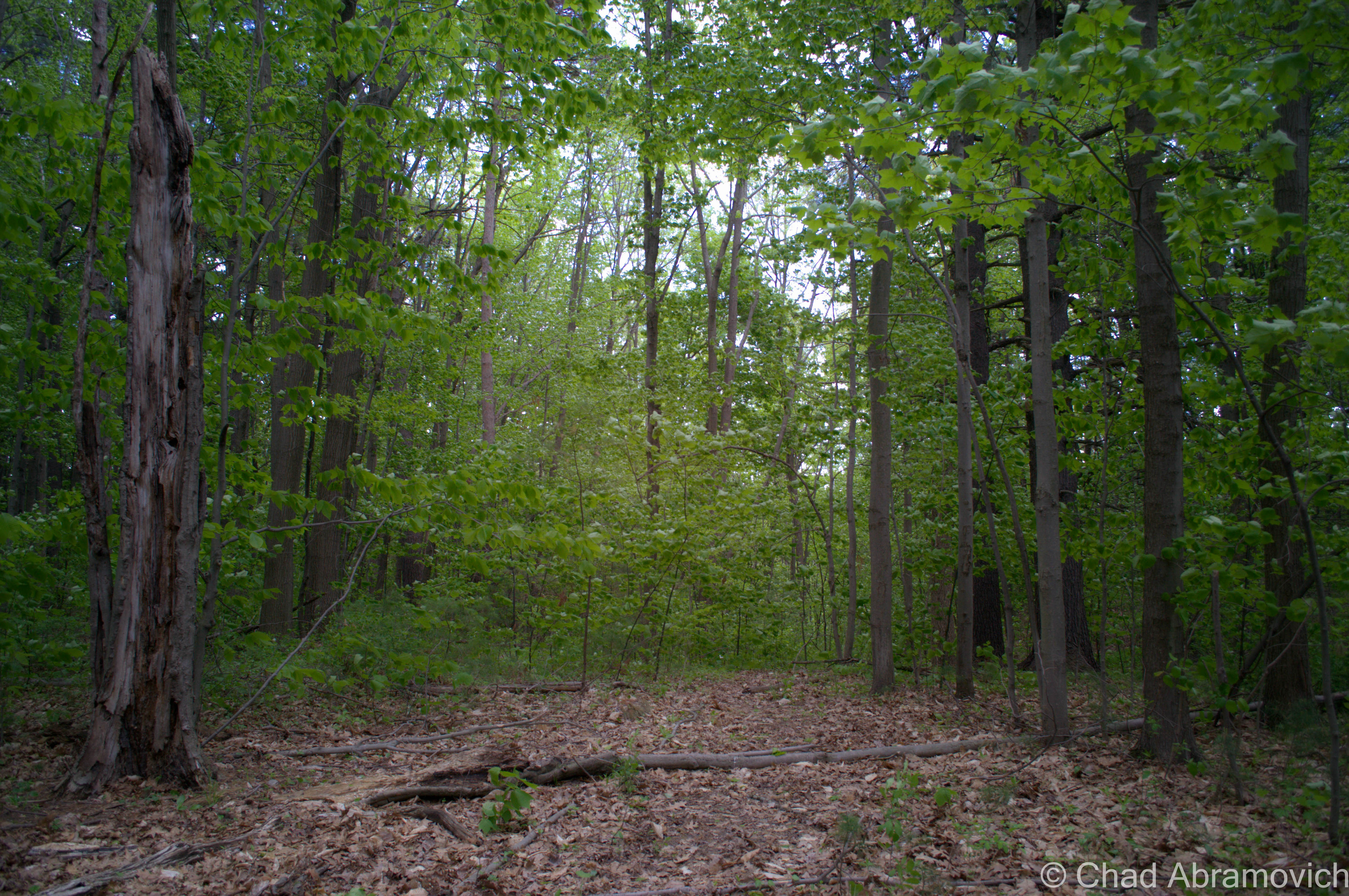 Any attempts to find the remains of the ski trail would be impossible, the area has grown wild and indistinguishable