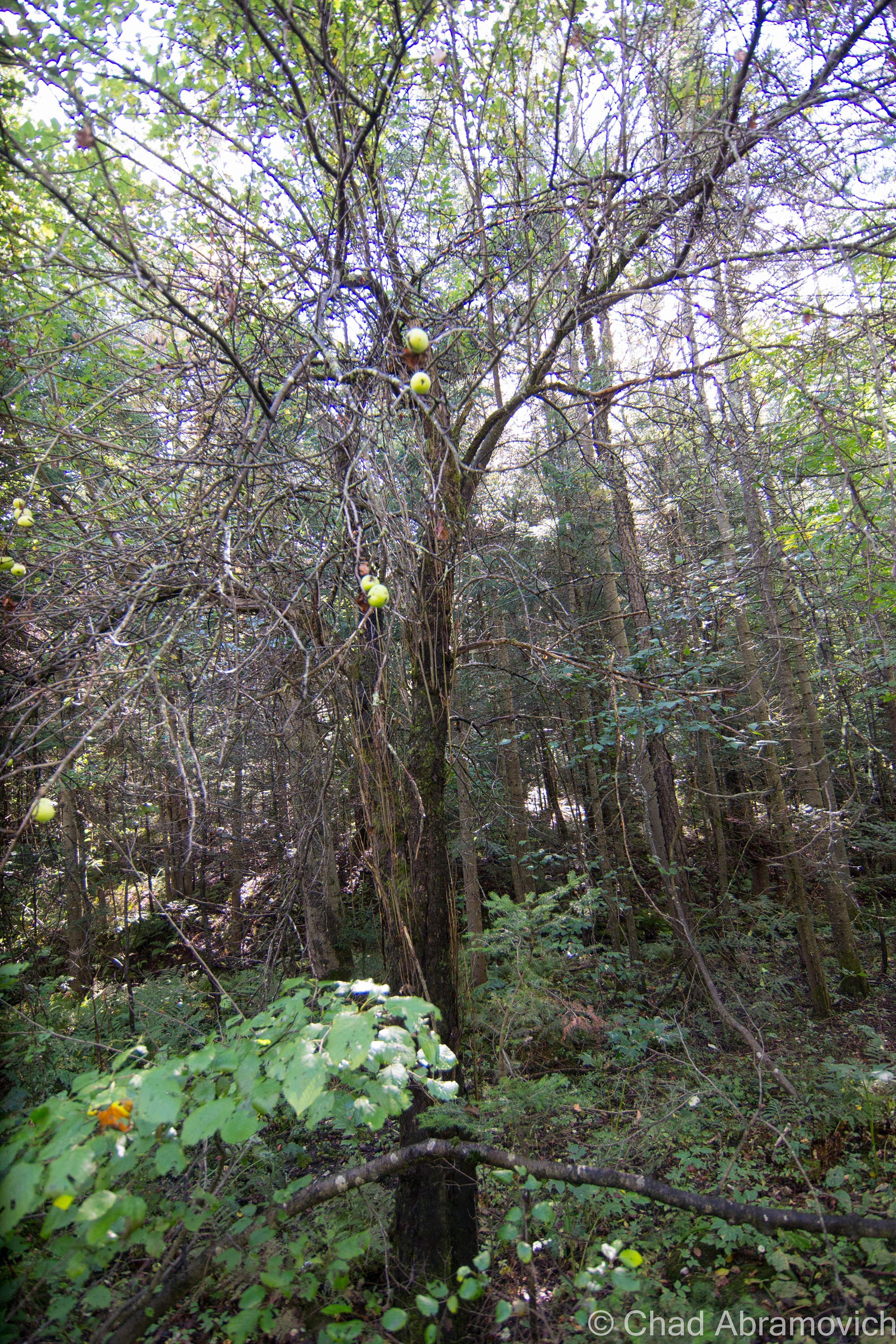 The further away from civilization we drove, the more apple trees started to distinguish appear from the northern forests. These apples trees appeared somewhat old, some of them were haunted by the thick woods and lack of sunlight needed to grow. Others still carried apple crops of various qualities, apple strands that are heirloom seeds, and are not commercially available anymore in an increasingly controlled GMO market, leaving these trees to one by one drift away or die off.